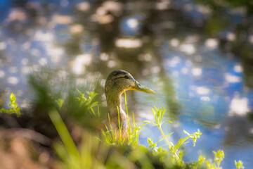 Kaczka krzyżówla (Anas platyrhynchos) w słońcu płynie na rzece, kaczka na wodzie © PeterG