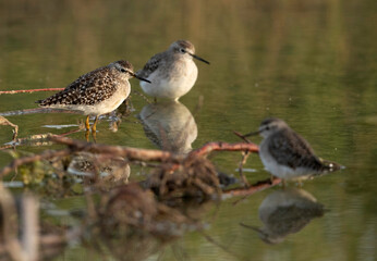 Wood Sandpipers in marsh water, Bahrain