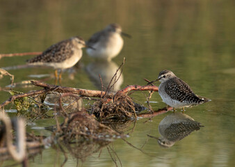 Wood Sandpipers at Asker marsh, Bahrain