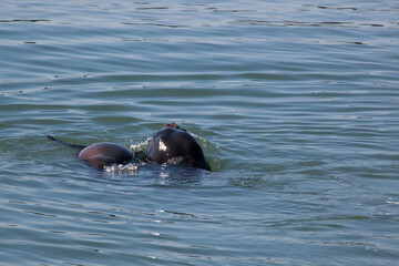 Sea Lion swimming in the Ocean