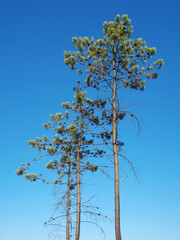 vertical view of a isolated pine tree over blue sky
