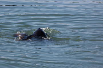 Fototapeta premium Sea Lion swimming in the Ocean