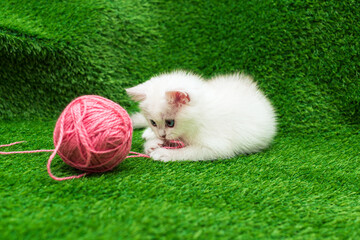 A small white cat plays with a ball of pink yarn on the artificially grown green grass. British  silver Chinchilla