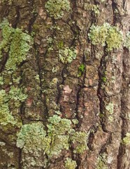 tree bark texture