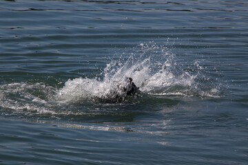 Obraz premium Sea Lion swimming in the Ocean