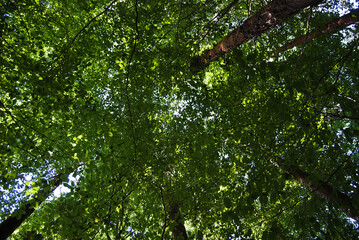 Vista de baixo para o topo das árvores, copa das árvores com folhas verdes no céu e luz do sol a atravessar as folhas 