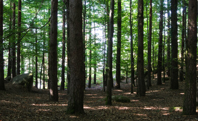 Bosque com troncos de árvores folhas, luz do sol a atravessar por entre as folhas e troncos das árvores