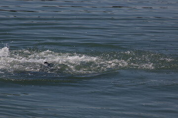 Obraz premium Sea Lion swimming in the Ocean