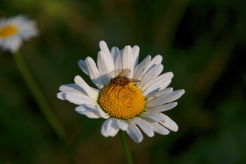 Obraz premium A fly sits on a chamomile flower on a blurred background close-up.