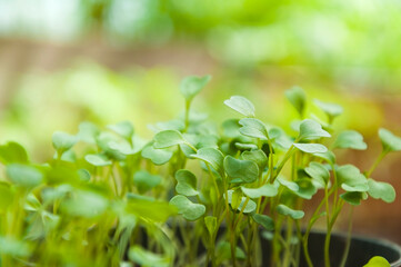 Micro greens of arugula seedlings in a pot with selective focus on the petals and a blurred green background without focus.