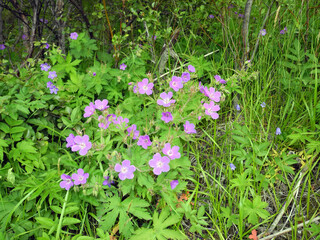 Nemophila phaceloides