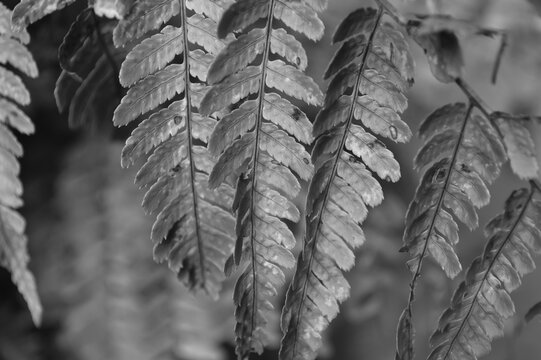 Black & White Fern