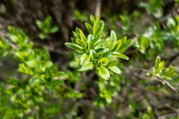 Young green leaves on a branch, springtime