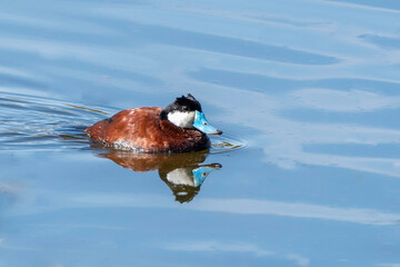 Ruddy Duck Male in Breeding Color