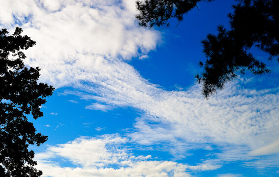 cotton ball clouds in the sky