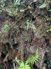 Mousse sur un tronc, forêt humide à Cameron Highlands, Malaisie	
