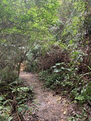 Sentier forestier d'une forêt humide à Cameron Highlands, Malaisie