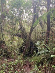 Forêt humide à Cameron Highlands, Malaisie	