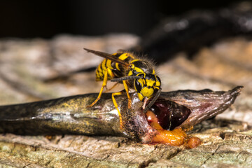 Yellowjacket (Vespula spec.) feeding on dead Brook Stickleback (Culaea inconstans)