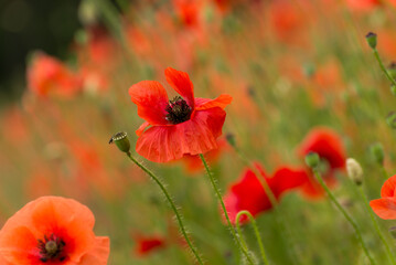 Naklejka premium Beautiful red poppies. Red Flower symbol of war. remembrance day