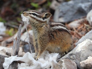 Chipmunk