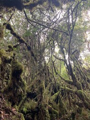 Forêt de mousse à Cameron Highlands, Malaisie