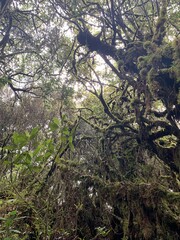 Forêt humide à Cameron Highlands, Malaisie