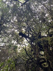 Forêt humide et tropicale à Cameron Highlands, Malaisie