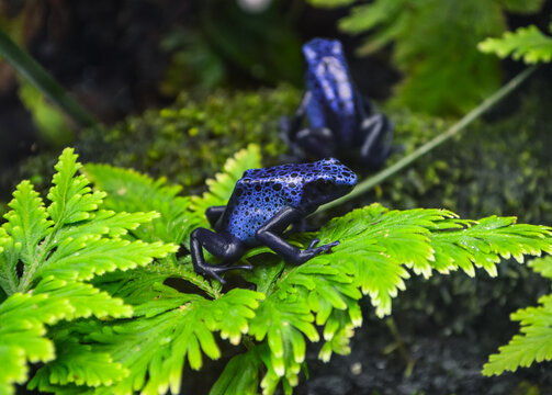 Blue Dart Frog In Nature