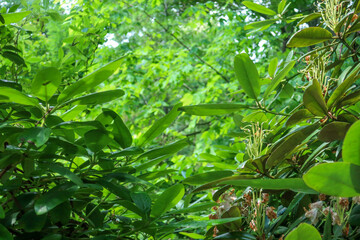Fototapeta premium Heptapleurum arboricola Dwarf umbrella tree schefflera arboricola plant in garden as green botanical tropical exotic forest background backdrop wallpaper 