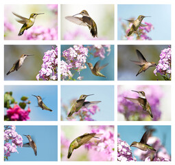 Hummingbird collage.