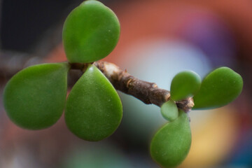 arbol de jade