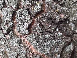 tree bark texture