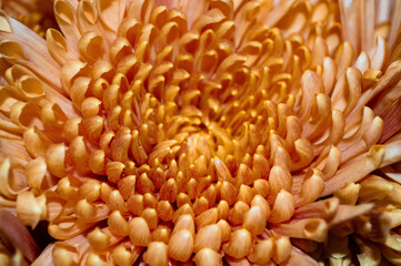 Close up of a golden Spider Mum