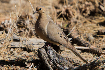 A dove searching for food on the forest floor in the Fremont National Forest in central Oregon.