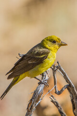A female Western Tanager perched on a branch in the Fremont National Forest in central Oregon.