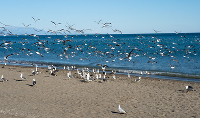 Seagulls flying on shore at the beach
