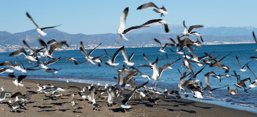 Seagulls flying on shore at the beach