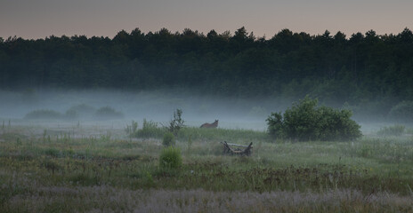 Morning fog over the river floodplain at dawn.