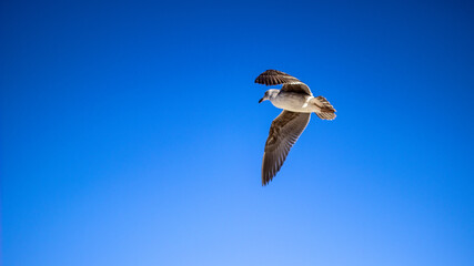 seagull in flight