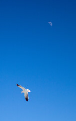seagull in flight
