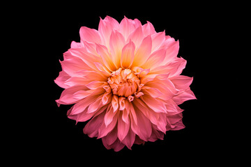 Single pink Dahlia flower with black background. Head of plant only