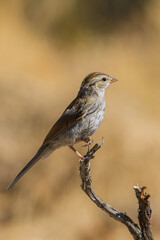 A Brewer's Sparrow perched on a branch in the Fremont National Forest in central Oregon.