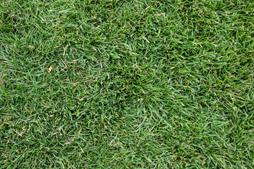 gras frün natur rasen feld