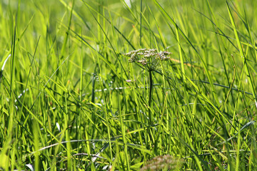 Large green field with grass under the bright sun