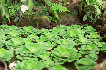 Green water lettuce in the pond. Landscaping and garden decor.