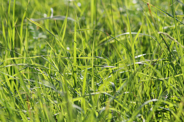 Large green field with grass under the bright sun