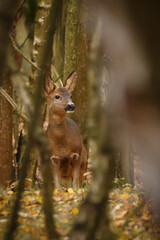 Fototapeta premium Reh im Dickicht