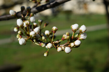 buds of a tree