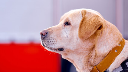 attentive labrador on a red beige background in a beautiful collar